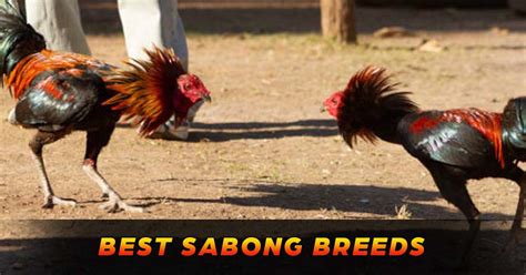 sabong images|Explore the Best Sabong Art .
